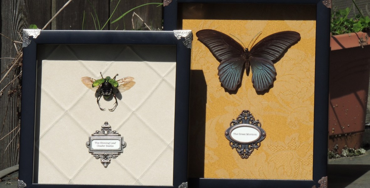 The Shining Leaf Chafer Beetle (Chrysophora chrysochlora) and The Great Mormon (Papilio memnon)