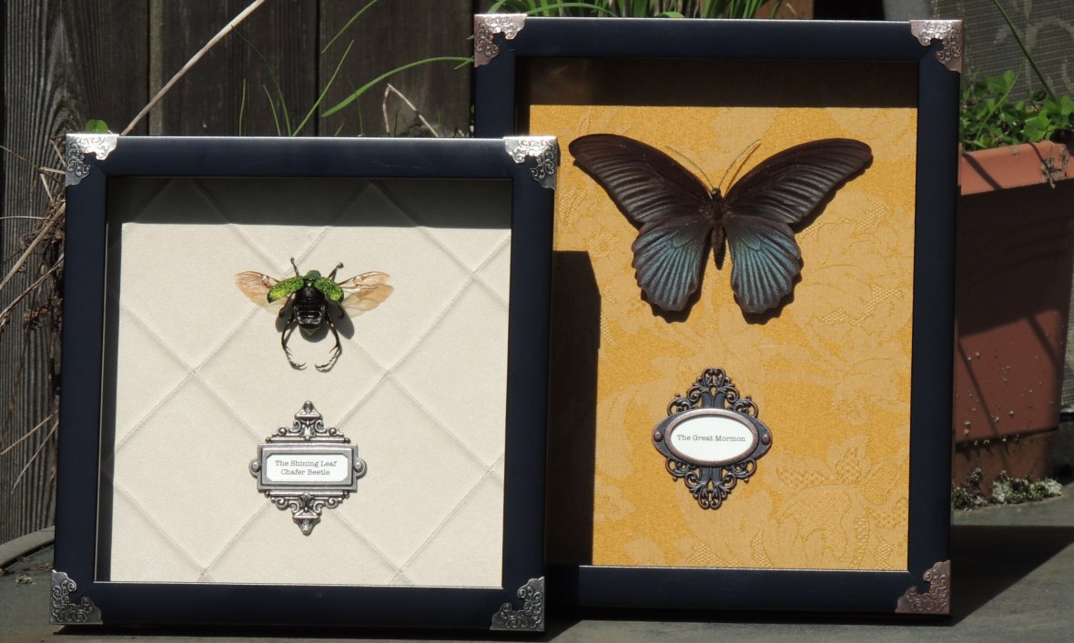 The Shining Leaf Chafer Beetle (Chrysophora chrysochlora) and The Great Mormon (Papilio memnon)